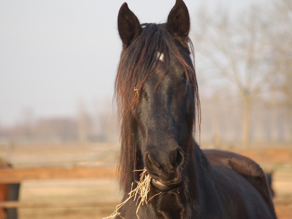 zwart-paard-in-weiland