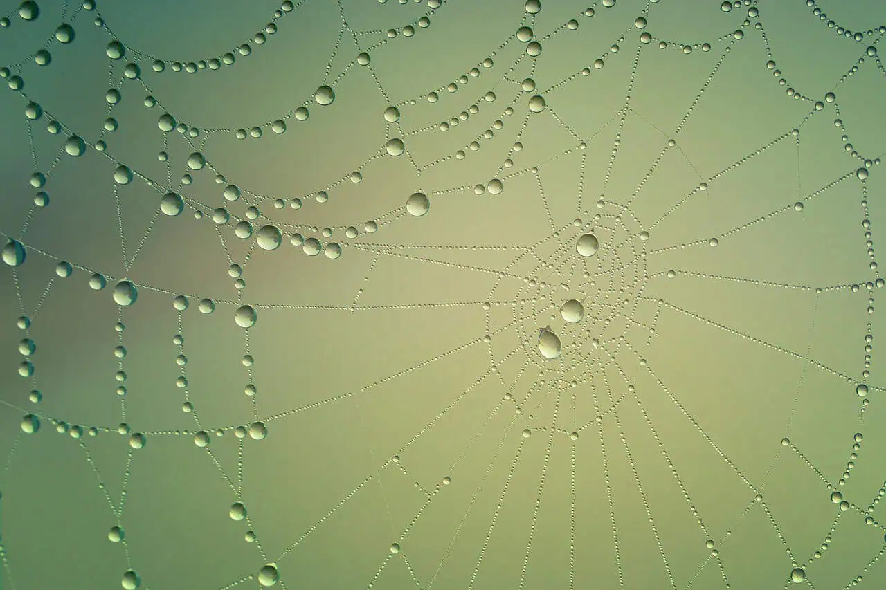 Uitgelichte afbeelding Fases van rouw: hoe verloopt een rouwproces?