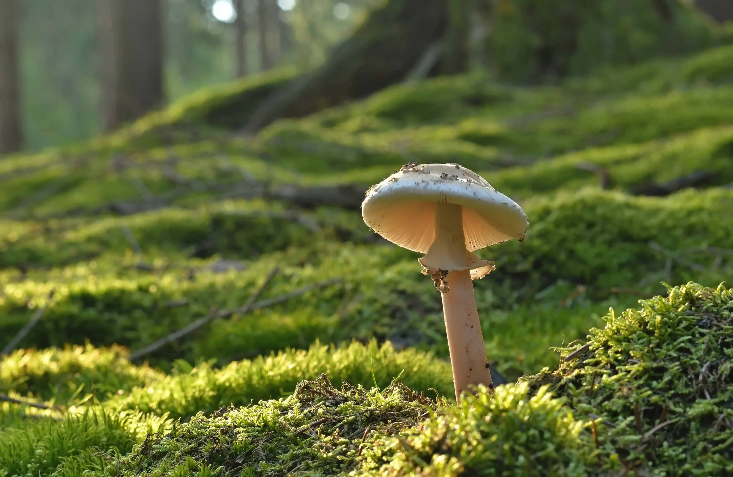 Uitgelichte afbeelding Mag je een urn in de tuin begraven?