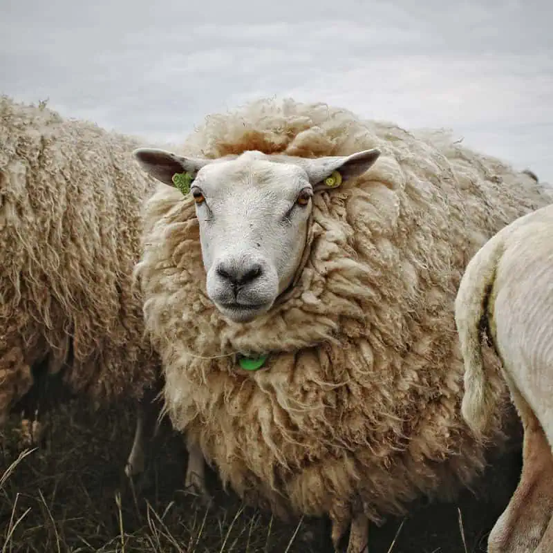 Wollig schaap van De Wollen Wade in het weiland; van deze 100% biodynamische wol worden de zachte, natuurlijke waden met de hand vervaardigd.